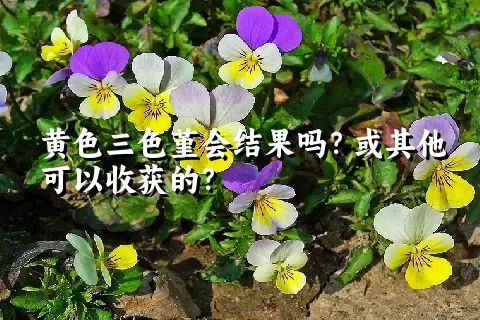 黄色三色堇会结果吗？或其他可以收获的？