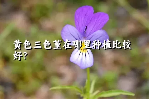 黄色三色堇在哪里种植比较好？