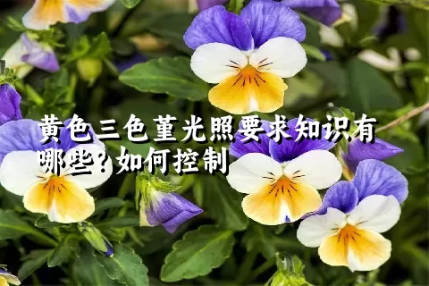 黄色三色堇光照要求知识有哪些？如何控制