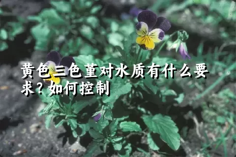 黄色三色堇对水质有什么要求？如何控制