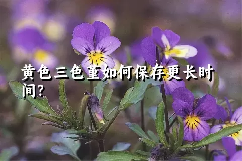 黄色三色堇如何保存更长时间？