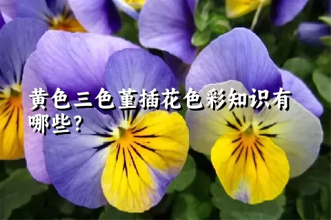 黄色三色堇插花色彩知识有哪些？