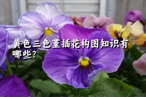 黄色三色堇插花构图知识有哪些？