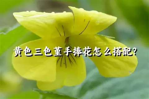 黄色三色堇手捧花怎么搭配？