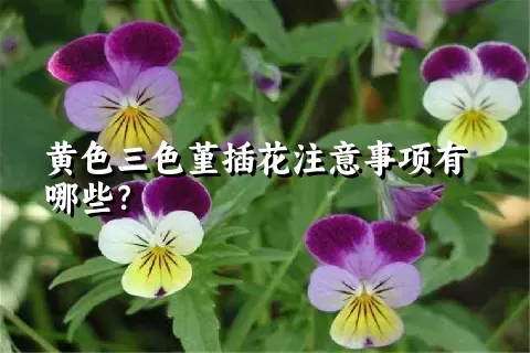 黄色三色堇插花注意事项有哪些？