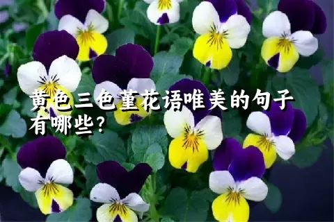 黄色三色堇花语唯美的句子有哪些？