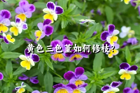 黄色三色堇如何修枝？