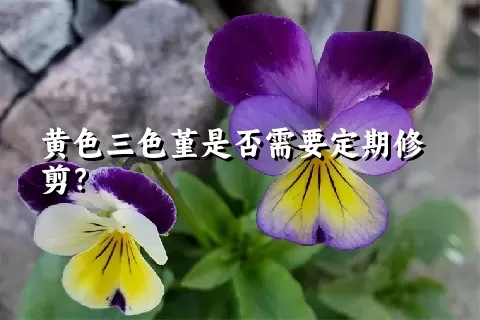 黄色三色堇是否需要定期修剪？