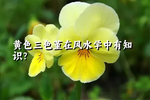 黄色三色堇在风水学中有知识？