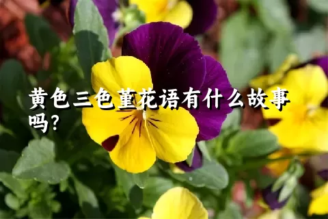 黄色三色堇花语有什么故事吗？