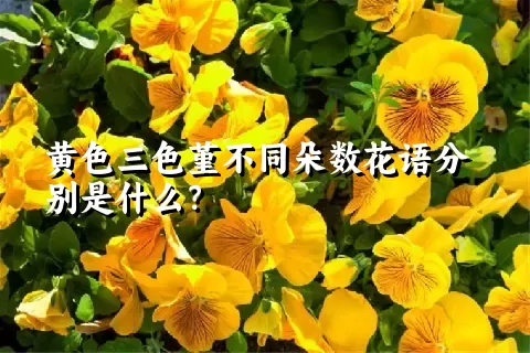 黄色三色堇不同朵数花语分别是什么？