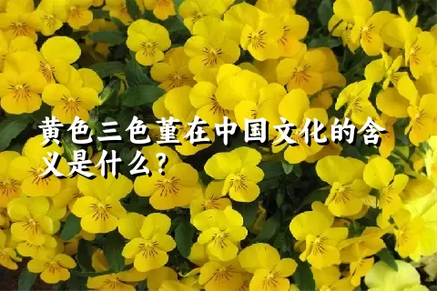 黄色三色堇在中国文化的含义是什么？