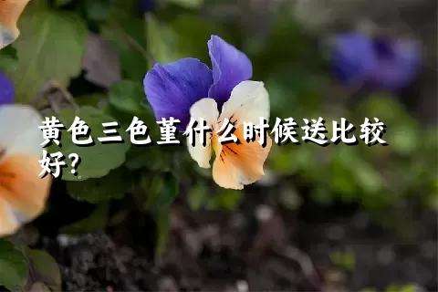 黄色三色堇什么时候送比较好？