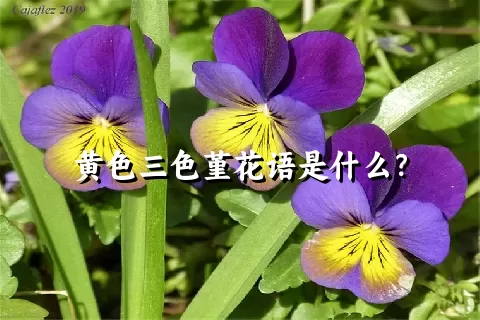 黄色三色堇花语是什么？