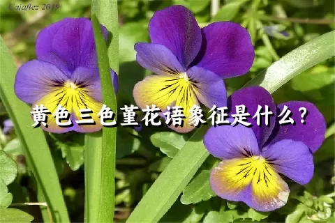 黄色三色堇花语象征是什么？