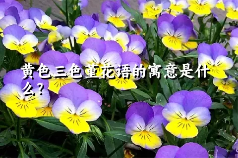 黄色三色堇花语的寓意是什么？