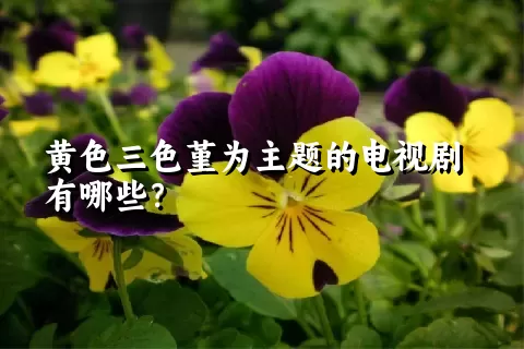 黄色三色堇为主题的电视剧有哪些？