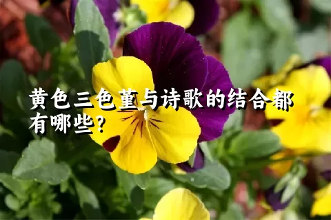 黄色三色堇与诗歌的结合都有哪些？