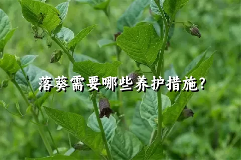 落葵需要哪些养护措施？