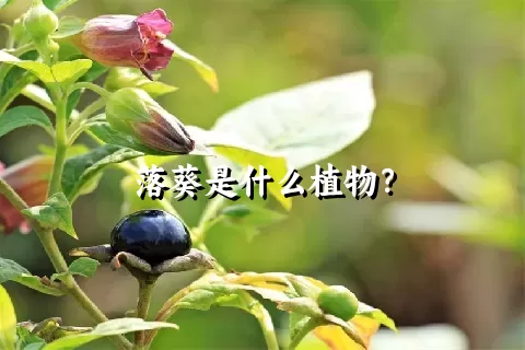 落葵是什么植物？