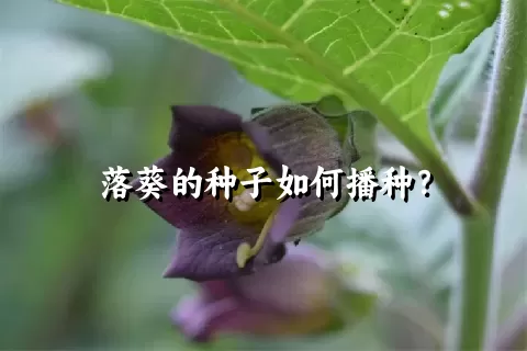 落葵的种子如何播种？