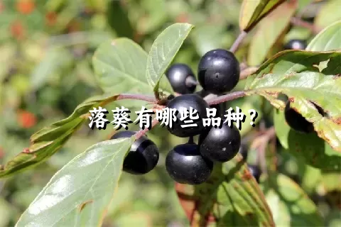 落葵有哪些品种？