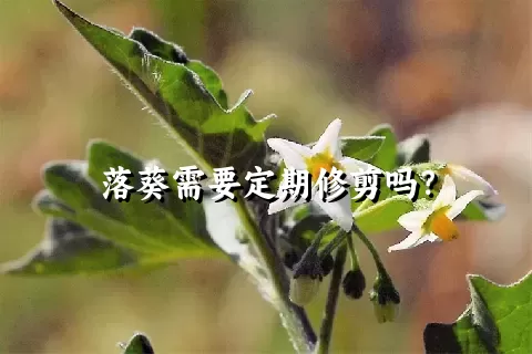 落葵需要定期修剪吗？