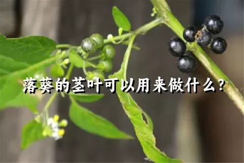 落葵的茎叶可以用来做什么？