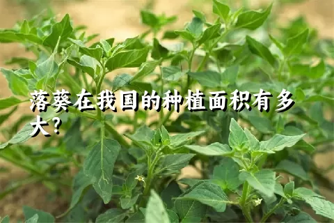 落葵在我国的种植面积有多大？