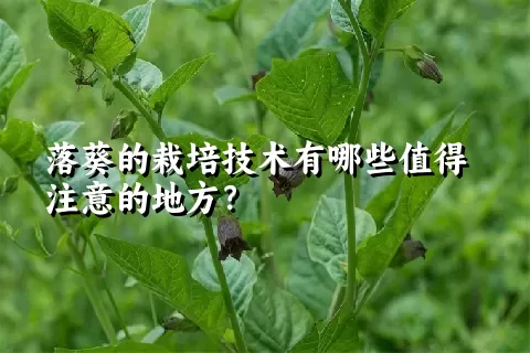 落葵的栽培技术有哪些值得注意的地方？