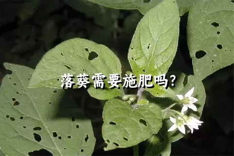 落葵需要施肥吗？