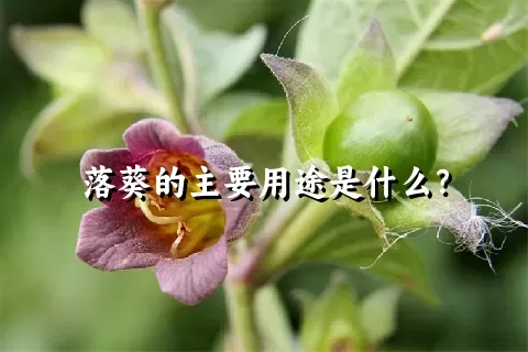 落葵的主要用途是什么？