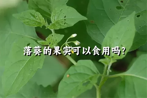 落葵的果实可以食用吗？