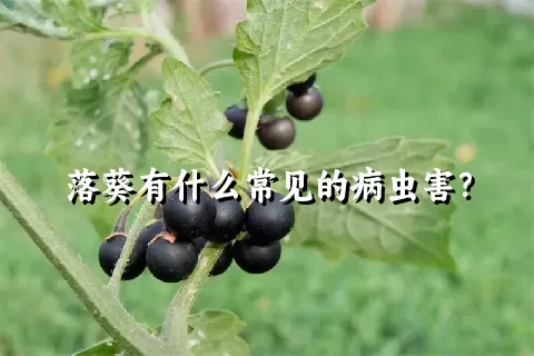 落葵有什么常见的病虫害？