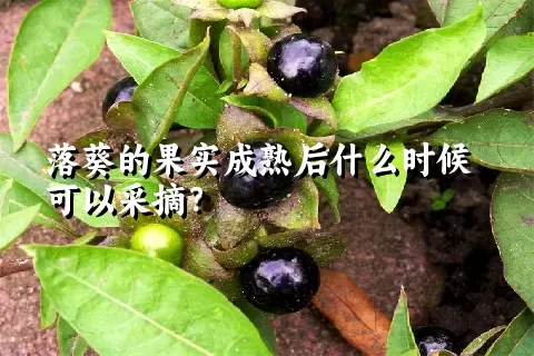 落葵的果实成熟后什么时候可以采摘？