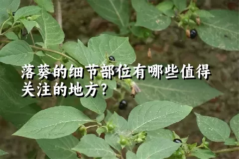 落葵的细节部位有哪些值得关注的地方？