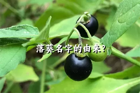 落葵名字的由来？