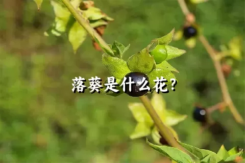 落葵是什么花？