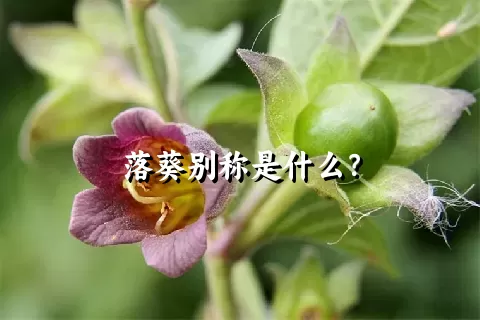 落葵别称是什么？