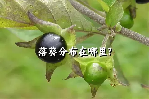 落葵分布在哪里?