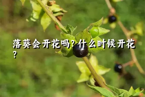 落葵会开花吗？什么时候开花？