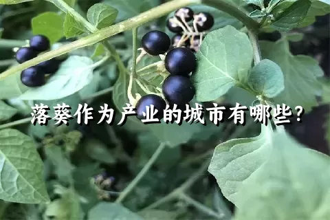 落葵作为产业的城市有哪些？