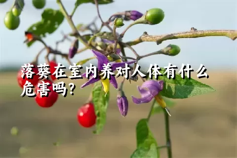 落葵在室内养对人体有什么危害吗？