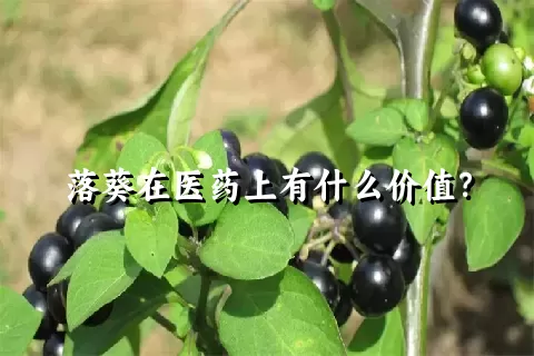 落葵在医药上有什么价值？