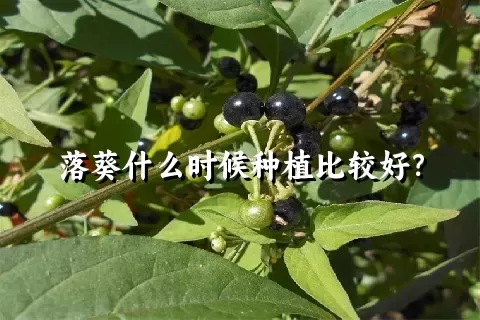 落葵什么时候种植比较好？