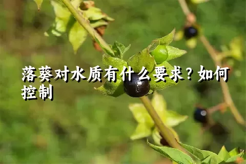 落葵对水质有什么要求？如何控制