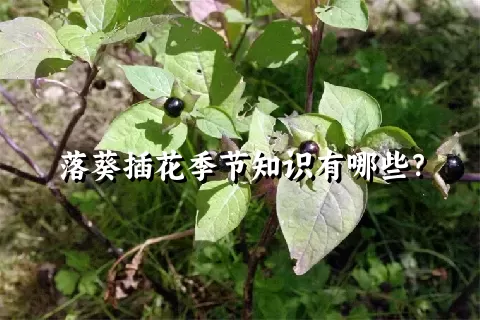 落葵插花季节知识有哪些？