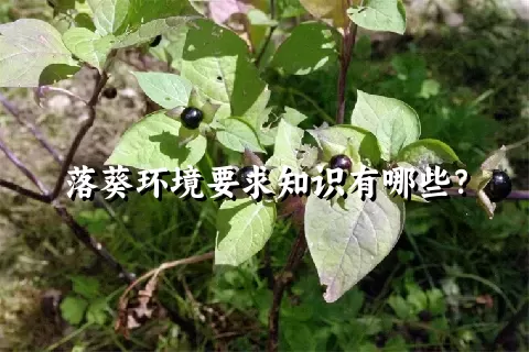 落葵环境要求知识有哪些？