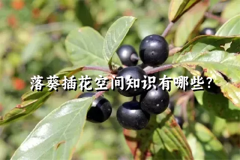 落葵插花空间知识有哪些？