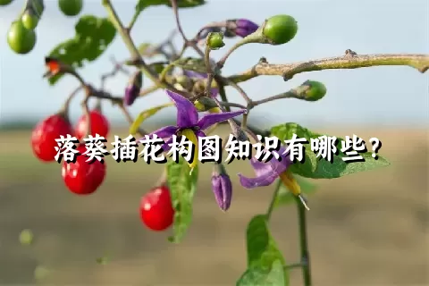 落葵插花构图知识有哪些？